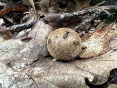Lycoperdon echinatum