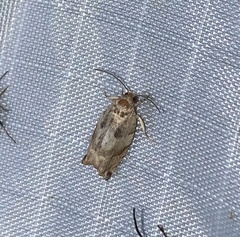 Epiblema abruptana