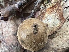 Lycoperdon echinatum