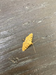 Phaedropsis stictigramma