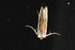 Anagrapha falcifera