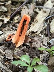 Pseudocolus fusiformis