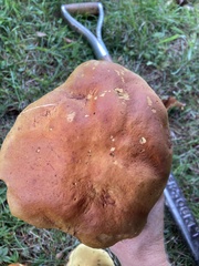 Boletus chippewaensis