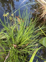 Juncus articulatus
