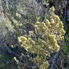 Cliffortia ruscifolia