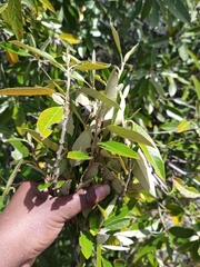 Brachylaena discolor