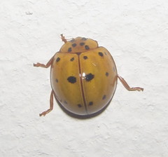 Harmonia vigintiduomaculata