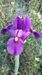 Iris filifolia