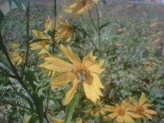 Coreopsis auriculata