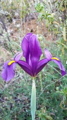 Iris filifolia