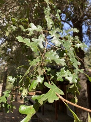 Quercus lobata