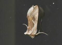 Anagrapha falcifera