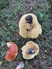 Boletus chippewaensis