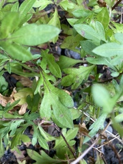 Erigeron karvinskianus image