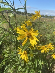 Helianthus nuttallii