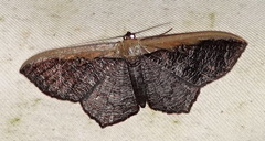 Zythos strigata