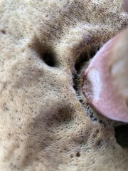 Boletus chippewaensis