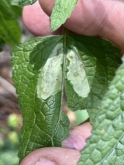 Calycomyza eupatoriphaga