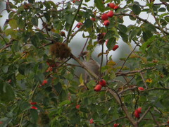 Passer montanus montanus