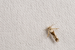 Stathmopoda vietnamella
