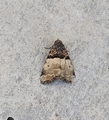 Cobubatha dividua