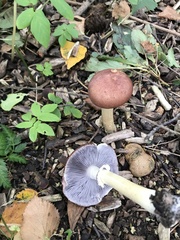 Stropharia