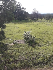 Cylindropuntia