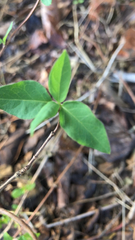 Asclepiadeae