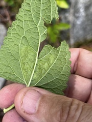 Calycomyza eupatoriphaga