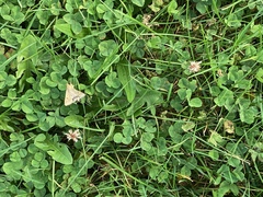 Phalaenostola metonalis