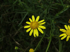 Senecio inaequidens