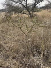 Ormocarpum trichocarpum