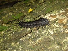 Cypherotylus californicus