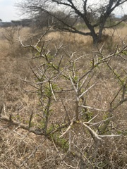 Ormocarpum trichocarpum