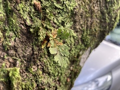 Davallia canariensis