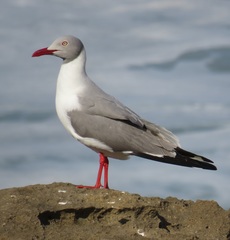Chroicocephalus cirrocephalus poiocephalus