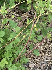 Rhamphospermum nigrum