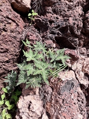 Notholaena standleyi