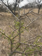 Ormocarpum trichocarpum