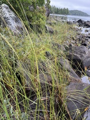Poa palustris