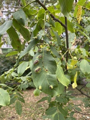 Aceria erinea