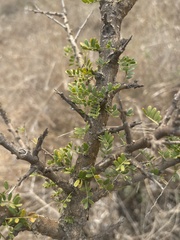 Ormocarpum trichocarpum