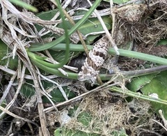 Lobesia littoralis