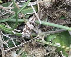 Lobesia littoralis
