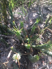 Euphorbia caput-medusae