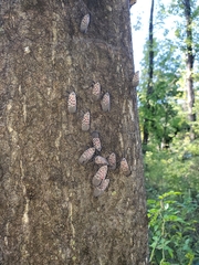 Lycorma delicatula