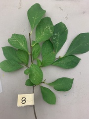 Lindera benzoin