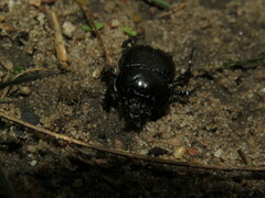Typhaeus typhoeus