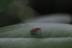 Suillia variegata