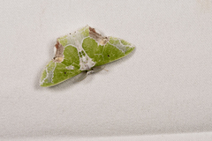 Protuliocnemis partita